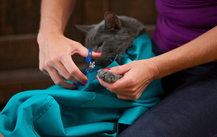 KittyTasche™ Turvallinen Kittyn kantaminen