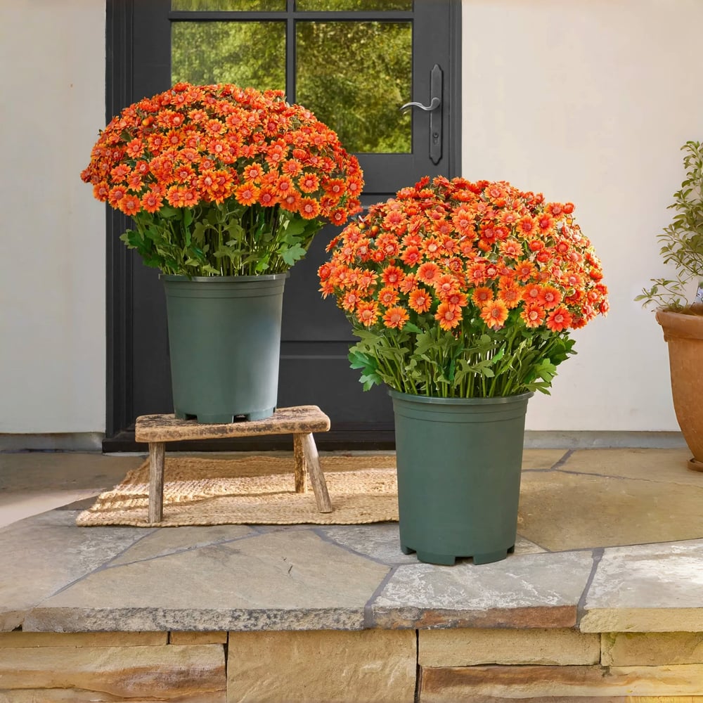 Künstliche Chrysanthemen | UV-beständig | Herbst-Deko für draußen | Naturgetreues Seidenmischgewebe