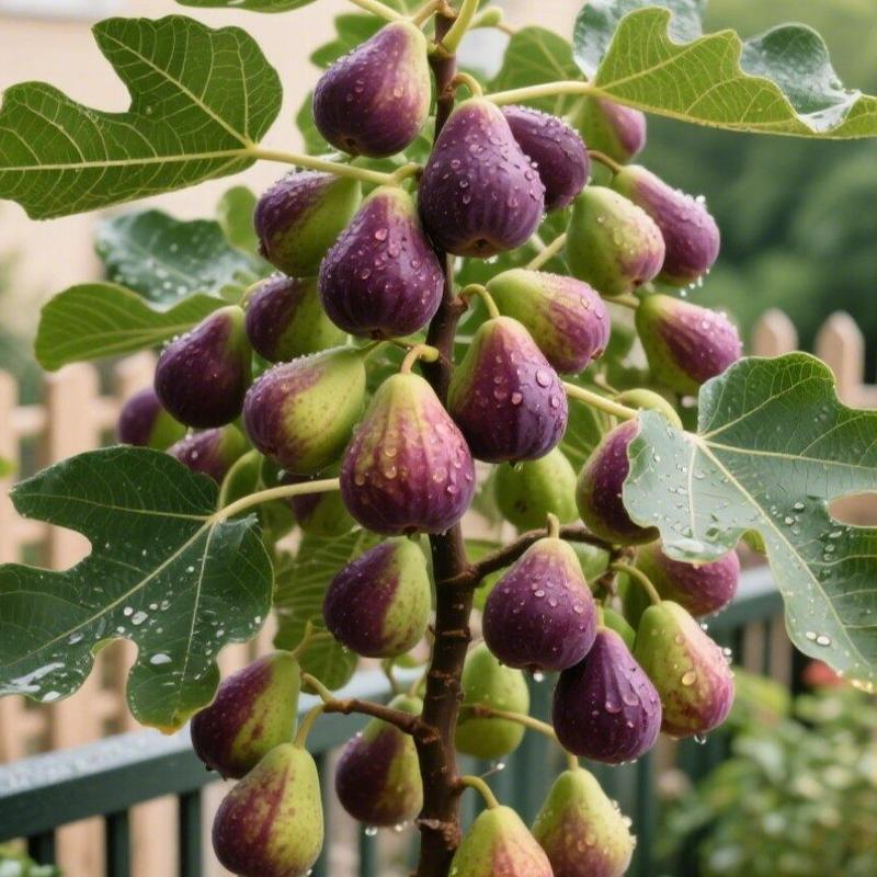 Feigenbaum Samen Mission Fig | Mehrjähriges Feigenbaum-Saatgut für Garten &amp; Terrasse | 100–400 Samen