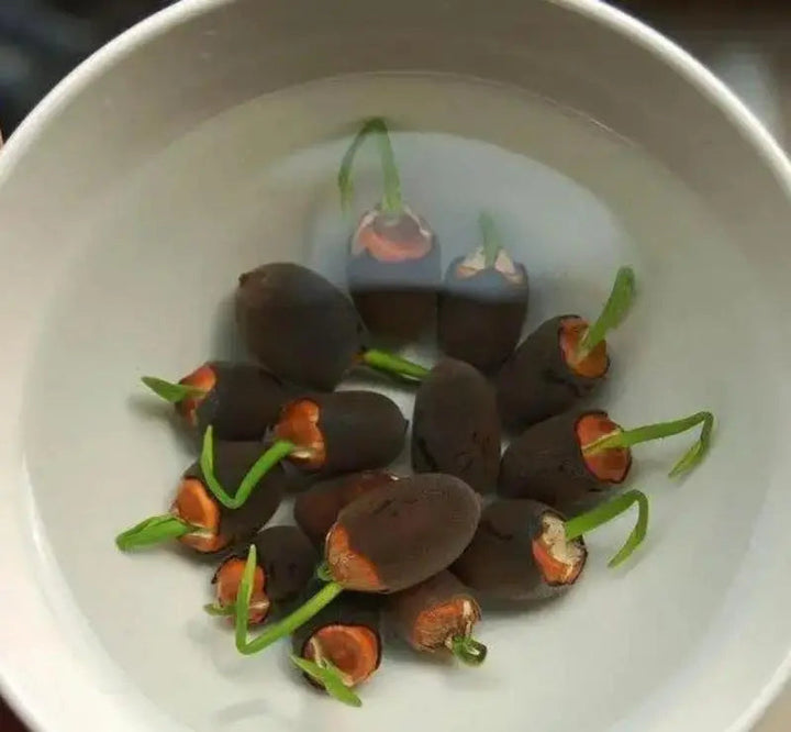 Lootuksen siemenet | 10 kappaletta | värikkäät vesikasvit lammikkoon &amp; bonsaikulhoon | monivuotinen