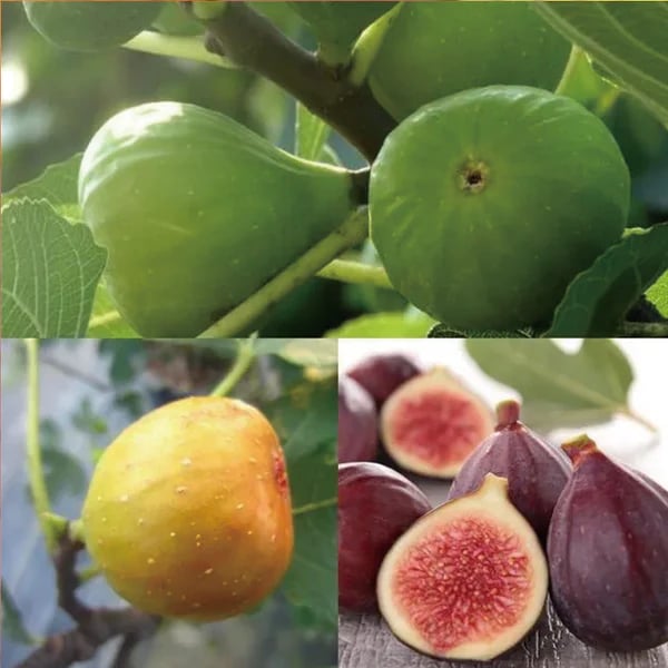 Feigenbaum Samen Mission Fig | Mehrjähriges Feigenbaum-Saatgut für Garten &amp; Terrasse | 100–400 Samen