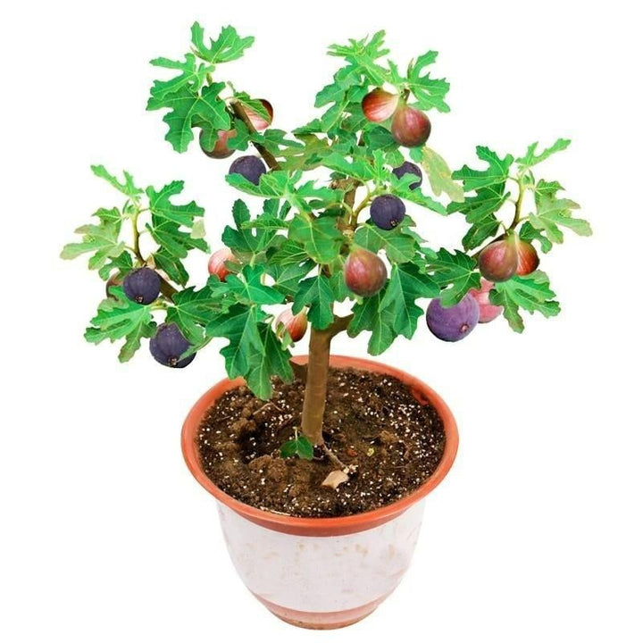 Feigenbaum Samen Mission Fig | Mehrjähriges Feigenbaum-Saatgut für Garten &amp; Terrasse | 100–400 Samen