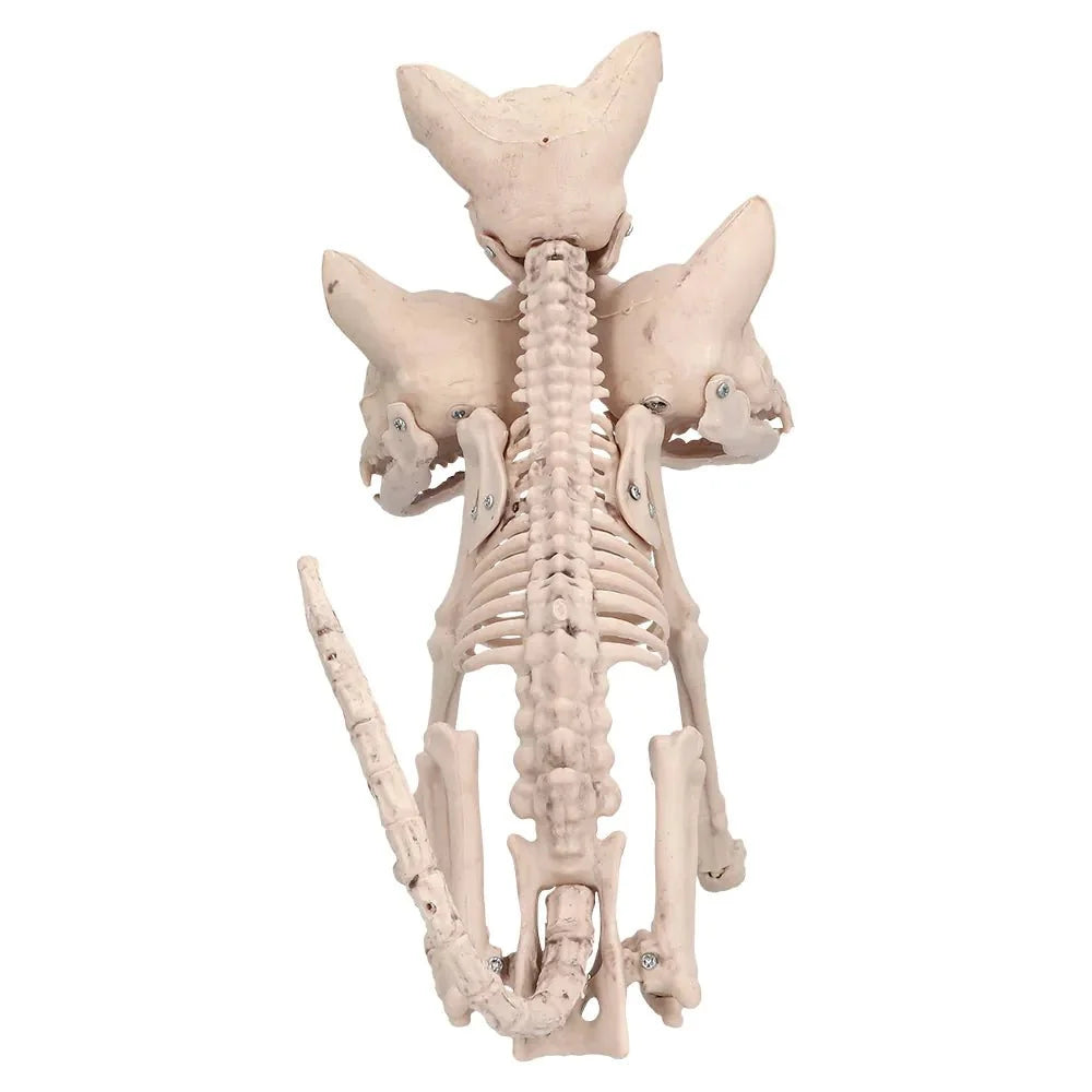 Halloween Cerberus Skelett 42 cm | Dreiköpfiges Hundeskelett als gruselige Dekoration für Halloween-Partys